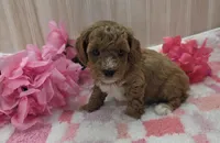 Daisy, a female Cavapoo for sale in Ozark, MO – 1 of 6