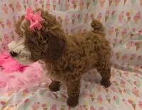 Nola, a female Poodle - Miniature  for sale in Ozark, MO – 6 of 7