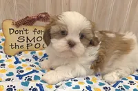 Shorty, a male Shih Tzu for sale in Ozark, MO – 10 of 10