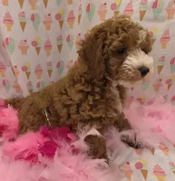 Nola, a female Poodle - Miniature  for sale in Ozark, MO – 3 of 7