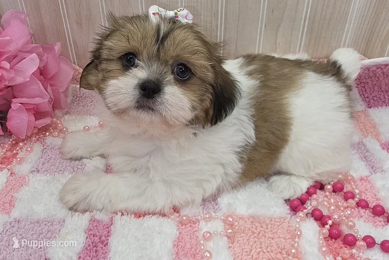Tiny – Shih Tzu puppy for sale in Ozark, MO
