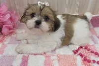 Tiny, a female Shih Tzu for sale in Ozark, MO – 1 of 6
