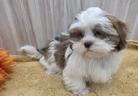 Tony, a male Shih Tzu for sale in Ozark, MO – 7 of 9