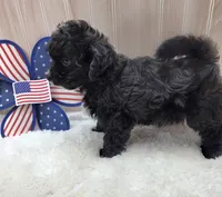 CHARLIE , a male Poodle - Toy  for sale in Ozark, MO – 6 of 7