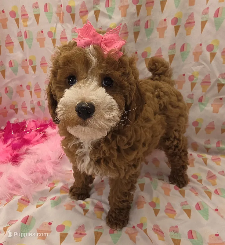 Nola – Poodle - Miniature  puppy for sale in Ozark, MO