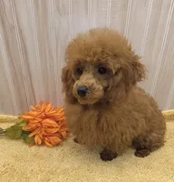 Jack, a male Poodle - Toy  for sale in Ozark, MO – 8 of 10
