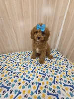 CHARLIE , a male Cavapoo for sale in Ozark, MO – 4 of 7
