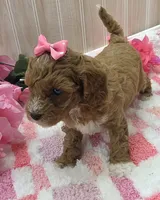 Daisy, a female Cavapoo for sale in Ozark, MO – 2 of 6