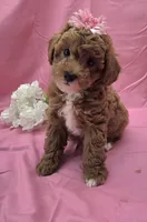 BELLA , a female Poodle - Miniature  for sale in Ozark, MO – 2 of 7