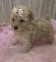 Sophia , a female Poodle - Toy  for sale in Ozark, MO – 4 of 6