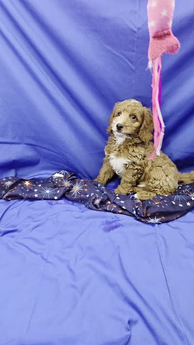 Cody, a male Cavapoo for sale in Ozark, MO – 5 of 5