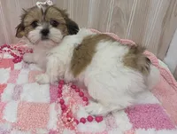 Tiny, a female Shih Tzu for sale in Ozark, MO – 4 of 6
