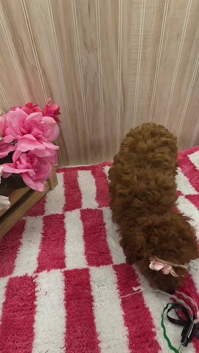 Annie , a female Poodle - Toy  for sale in Ozark, MO – 8 of 8