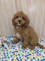 CHARLIE , a male Cavapoo for sale in Ozark, MO – 2 of 7