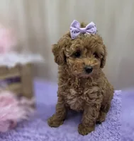 BELLA , a female Poodle - Toy  for sale in Ozark, MO – Photo 2 of 6