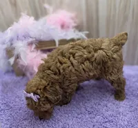 BELLA , a female Poodle - Toy  for sale in Ozark, MO – Photo 5 of 6