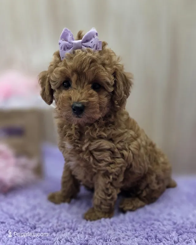 BELLA  – Poodle - Toy  puppy for sale in Ozark, MO