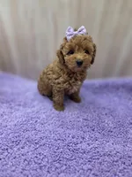 BELLA , a female Poodle - Toy  for sale in Ozark, MO – Photo 6 of 6