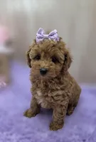 BELLA , a female Poodle - Toy  for sale in Ozark, MO – Photo 3 of 6