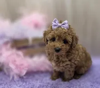 BELLA , a female Poodle - Toy  for sale in Ozark, MO – Photo 4 of 6