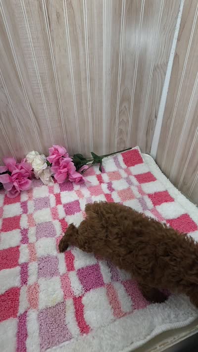 Gracie, a female Poodle - Toy  for sale in Ozark, MO – 6 of 6