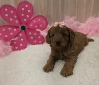 Trixie, a female Cavapoo for sale in Ozark, MO – 5 of 6