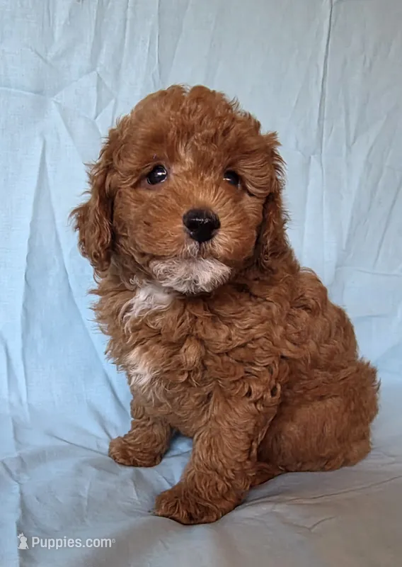 Cayden – Poodle - Miniature  puppy for sale in Ozark, MO