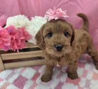 Suzie , a female Cavapoo for sale in Ozark, MO – 4 of 5