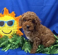 Dustin , a male Cavapoo for sale in Ozark, MO – 3 of 5