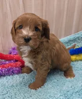Freddy , a male Cavapoo for sale in Ozark, MO – 2 of 6