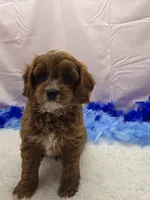 CHARLIE , a male Cavapoo for sale in Ozark, MO – 5 of 5