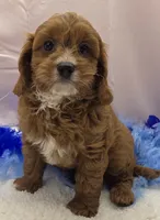 CHARLIE , a male Cavapoo for sale in Ozark, MO – 3 of 5