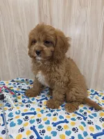 CHARLIE , a male Cavapoo for sale in Ozark, MO – 3 of 7