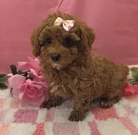 Molly , a female Poodle - Toy  for sale in Ozark, MO – 2 of 6