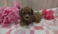 Daisy, a female Cavapoo for sale in Ozark, MO – 4 of 6