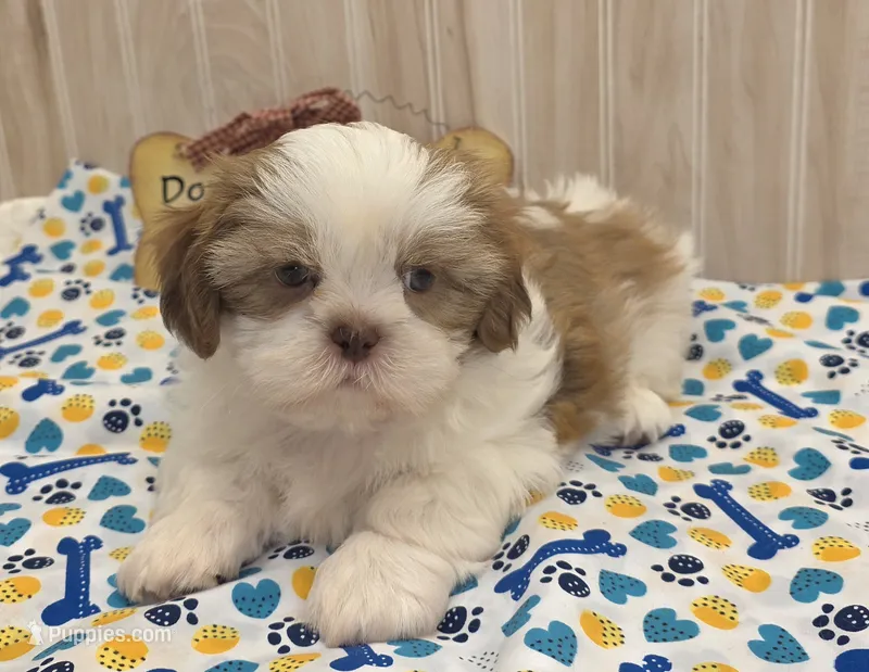 Shorty – Shih Tzu puppy for sale in Ozark, MO