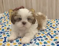 Shorty, a male Shih Tzu for sale in Ozark, MO – 1 of 10