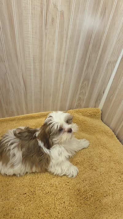Tony, a male Shih Tzu for sale in Ozark, MO – 9 of 9