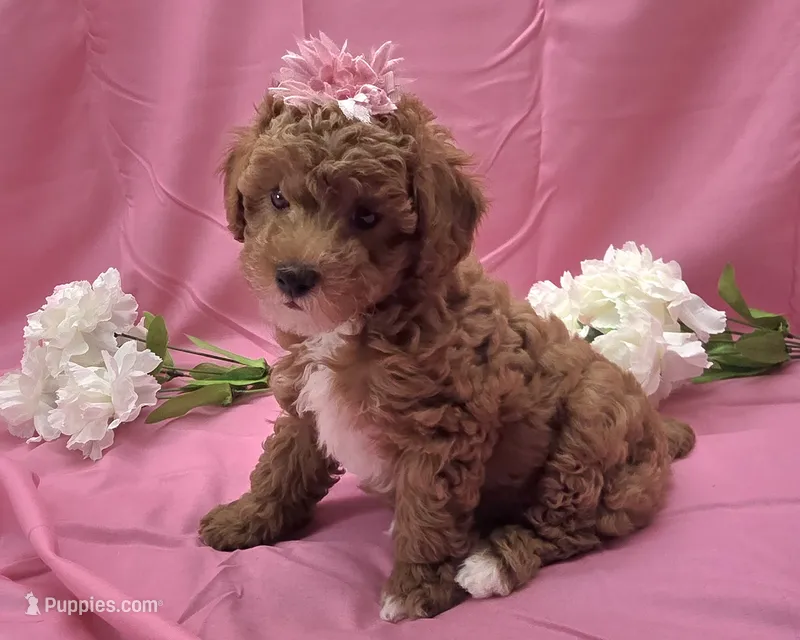 BELLA  – Poodle - Miniature  puppy for sale in Ozark, MO