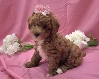 BELLA , a female Poodle - Miniature  for sale in Ozark, MO – 1 of 7