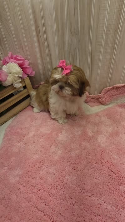 Molly , a female Shih Tzu for sale in Ozark, MO – 9 of 9