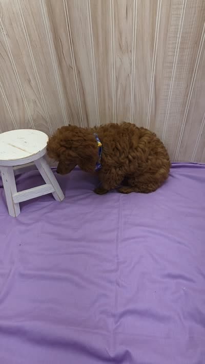 Jack, a male Poodle - Toy  for sale in Ozark, MO – 5 of 5