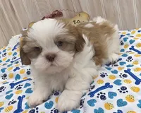Shorty, a male Shih Tzu for sale in Ozark, MO – 3 of 10