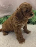Scotty, a male Cavapoo for sale in Ozark, MO – 3 of 7