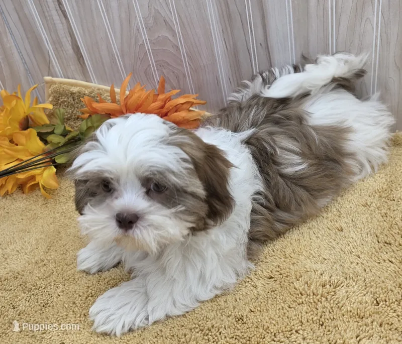 Tony – Shih Tzu puppy for sale in Ozark, MO