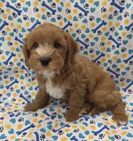 CHARLIE , a male Cavapoo for sale in Ozark, MO – 5 of 6