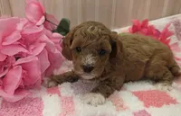 Daisy, a female Cavapoo for sale in Ozark, MO – 6 of 6