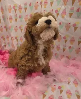 Nola, a female Poodle - Miniature  for sale in Ozark, MO – 5 of 7