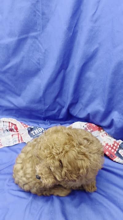 Jeffery , a male Poodle - Toy  for sale in Ozark, MO – 5 of 5