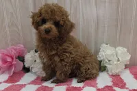 Patsy, a female Poodle - Toy  for sale in Ozark, MO – 3 of 7